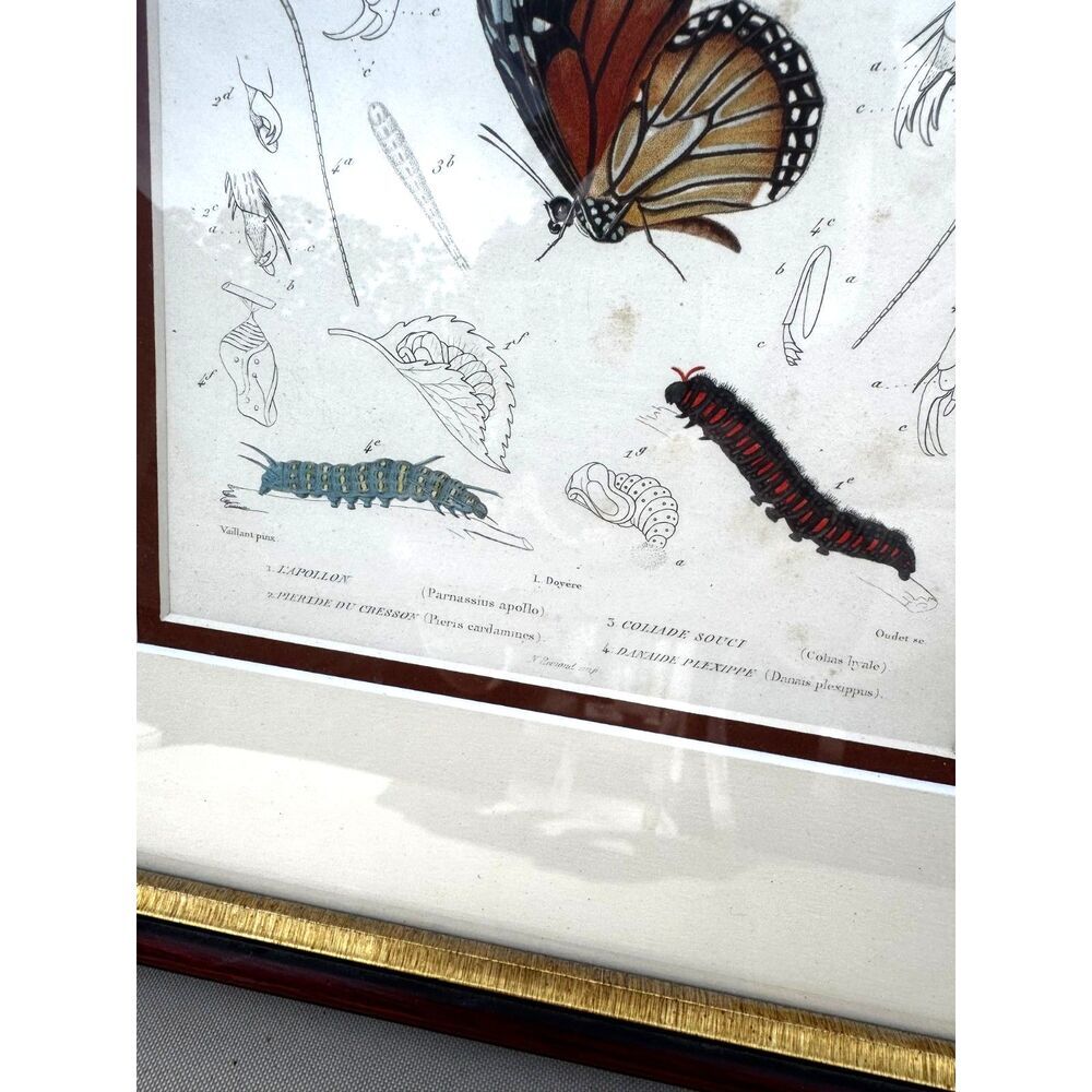 Antique Copper plate engraving Regne Animal Butterflies and caterpillar must see - Picture 5 of 7